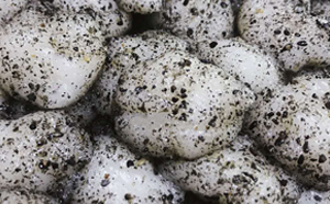 胶罗钱(落汤钱) 胶罗钱(落汤钱)